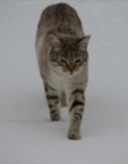 Wild (sometimes) cat in Scotland